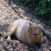 capibara01