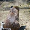 capibara02