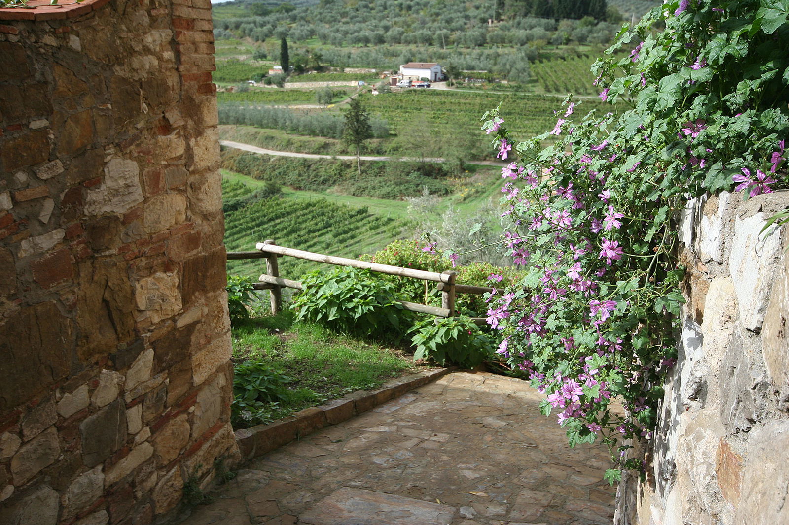 Landscape from street in Montefioralle